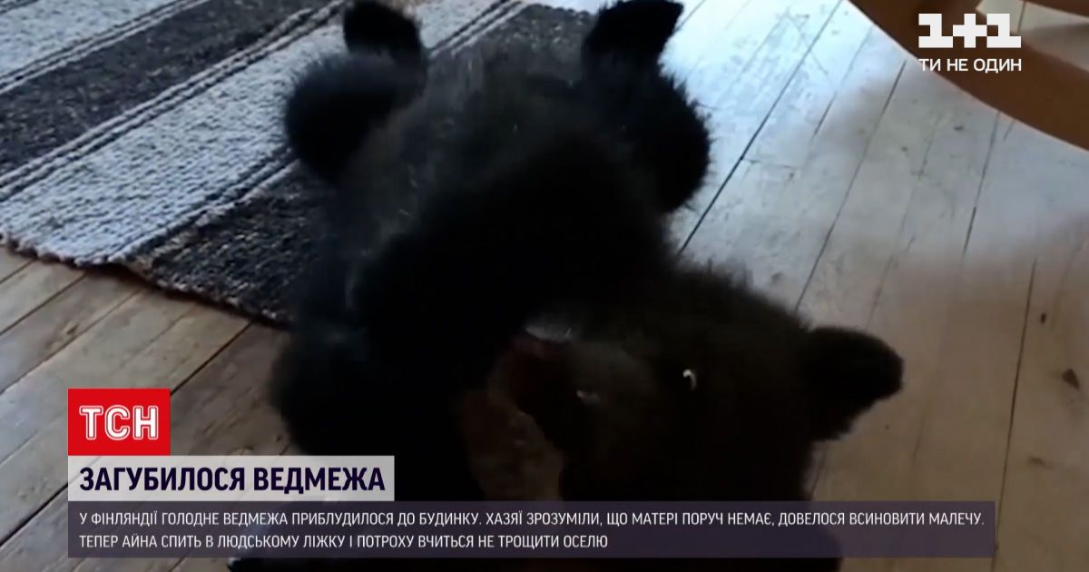 Новости мира: в Финляндии люди нашли одинокого медвежонка на своем дворе и приютили его