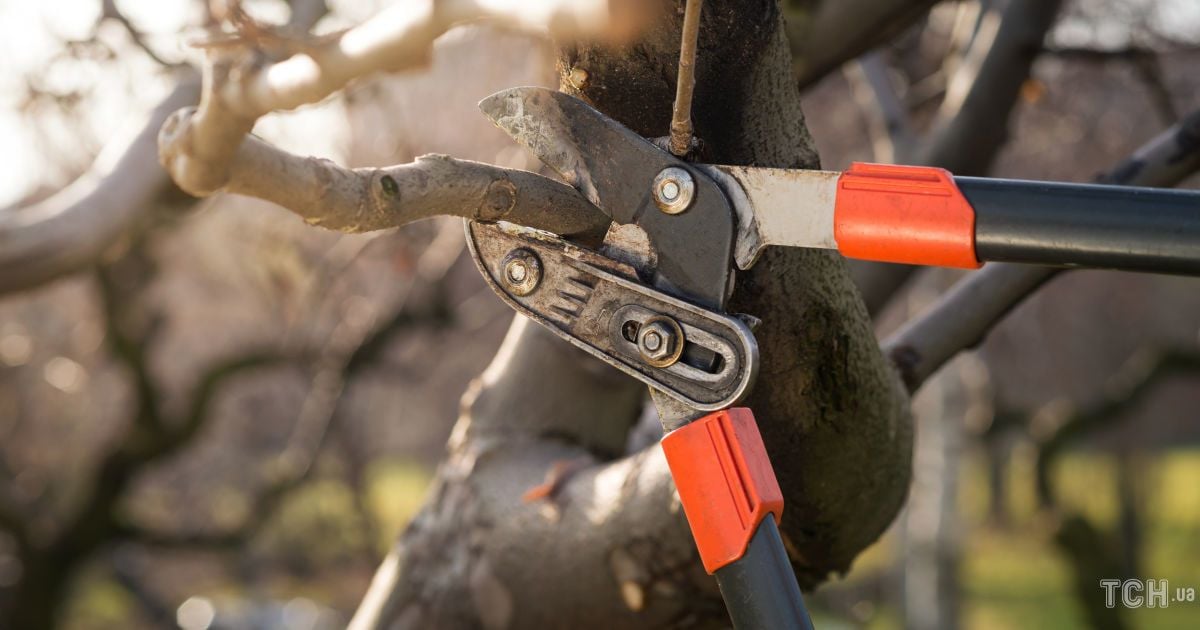 Обрізка дерев