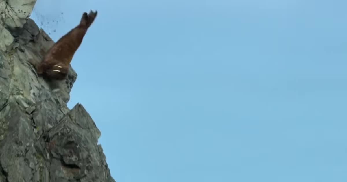 Более сотни моржей загадочно погибли, сорвавшись со скалы. Ученые и документалисты спорят о причинах "суицида"