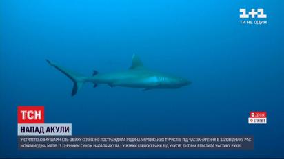 Нападение акулы на украинцев в Египте: женщину перевели в стационар, а мальчик потерял руку