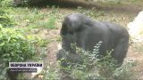 Єдиній в Україні горилі Тоні виповнилося 48