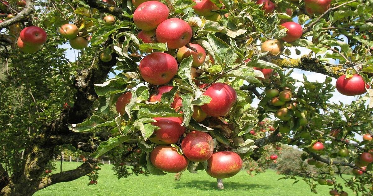 как обрезать деревья