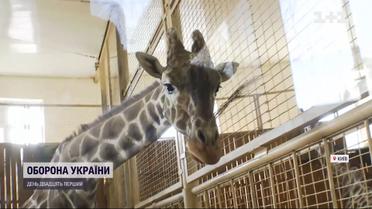 Як у столичному зоопарку доглядають за тваринами під час війни