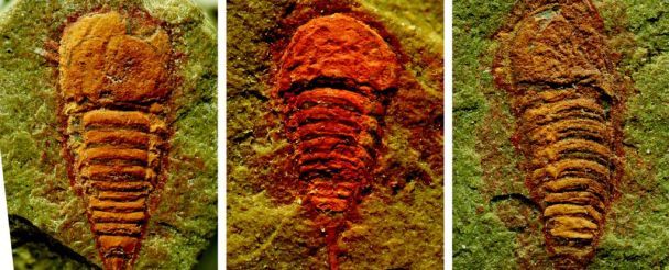 Setapedites abundantis – найдавніший предок павуків / Фото: ScienceAlert