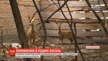 Спасенные кировоградскими лесоводами косули Саша и Маша стали родителями