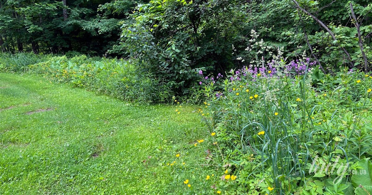 Сад (ілюстративне фото)