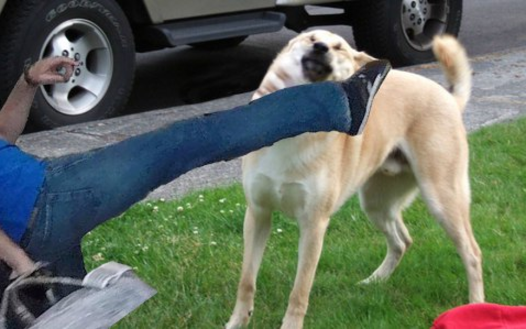 Собаку бьют рисунок. Собаку бьют ногой. Собака не слушается. Агрессивная собака. Собаку бьют ногой.