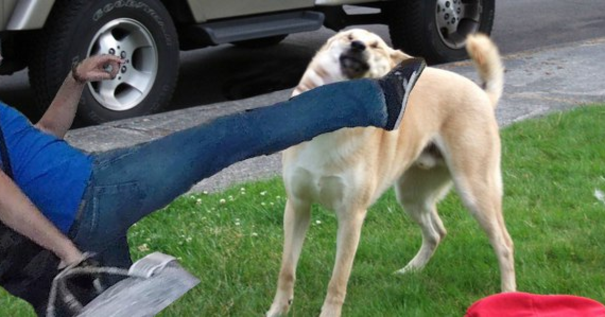 фотожаби на Навального_2 / © соцмережі