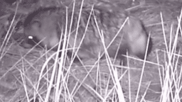 Енотовидная собака