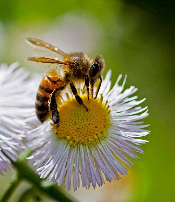 Еригерон однорічний / © Associated Press