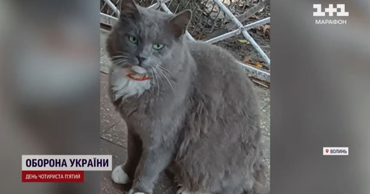 На Волыни кот с бешенством покусал людей и из-за него аж три села закрыли на карантин