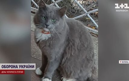 На Волыни кот с бешенством покусал людей и из-за него аж три села закрыли на карантин