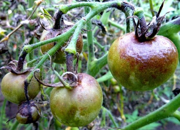 Як боротися з фітофторою на помідорах народними засобами