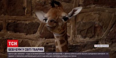 Ми-ми-ми зашкаливает! В зоопарках родились жирафа и горилла