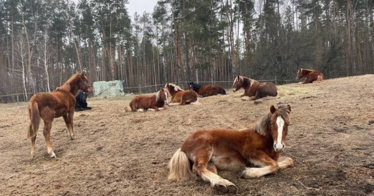 В Киевской области спасли почти 60 лошадей, в том числе и уникальную отечественную породу тяжеловозов