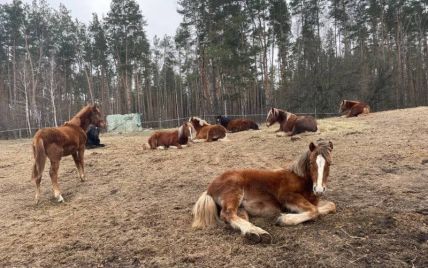 В Киевской области спасли почти 60 лошадей, в том числе и уникальную отечественную породу тяжеловозов