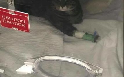 Американка спасла котенка. Позже четверолапая уберегла хозяйку от пожара
