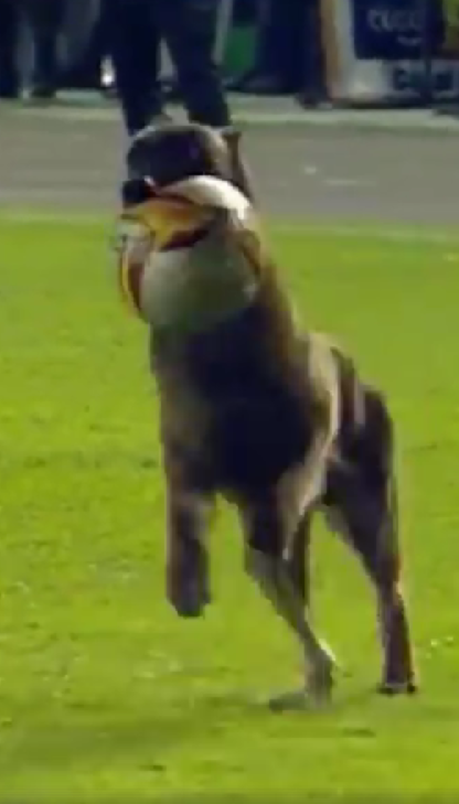 Неймовірний дриблінг: у Болівії собака перервав гру, пробігши з м'ячем в зубах по полю