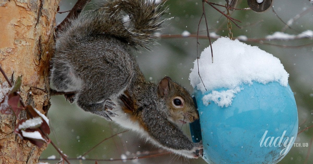 Як відучити білок красти корм із годівниць: дієві поради