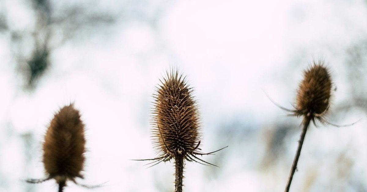 Який сьогодні, 8 лютого, день ангела