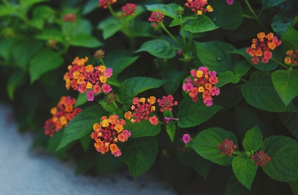 Лантана / © unsplash.com