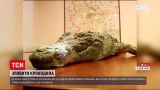 Новости Украины: на Арабатской стрелке отловили крокодила, что сбежал от хозяев