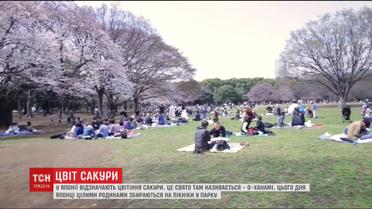 Японці родинами збираються на пікніки у парку під сакурами