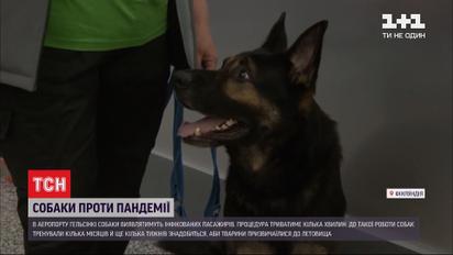 В аэропорту Хельсинки собаки будут выявлять инфицированных COVID-19 пассажиров
