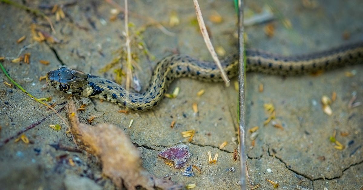 У Львівській області після укусу гадюки дитина потрапила до реанімації: як надавати першу меддопомогу