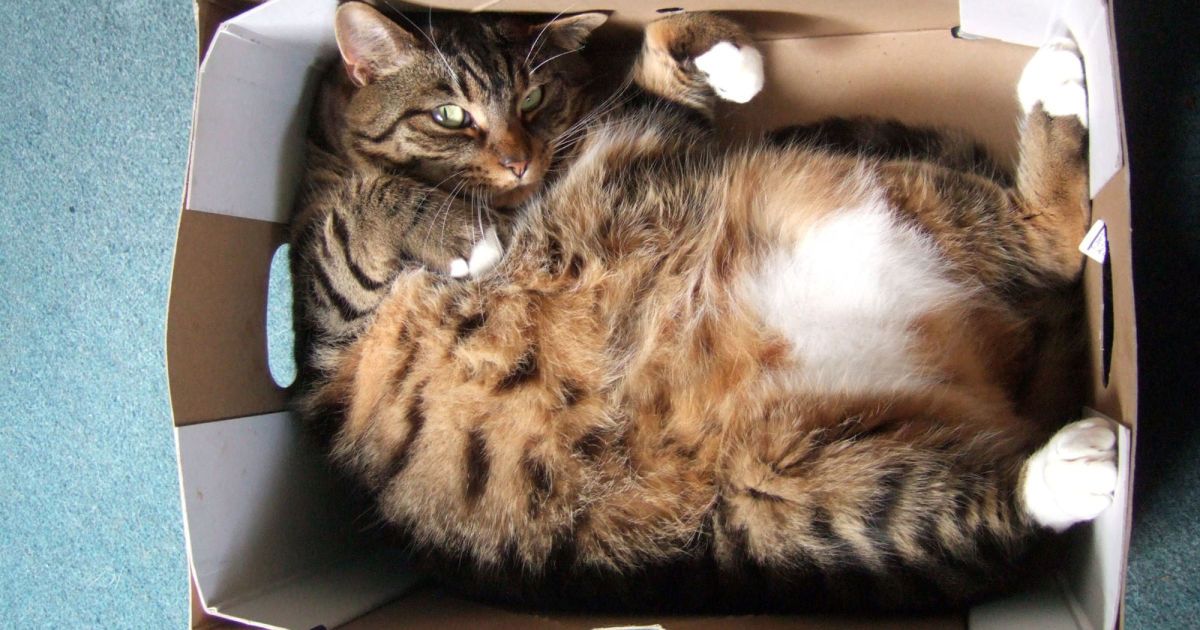 В Вене мужчина отправил свою кошку в Германию по почте по почте