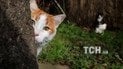 Різноокі та зухвалі. Reuters показало життя чотирилапих у котячій столиці Стамбулі 