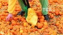 В Італії влаштували вуличні бої апельсинами