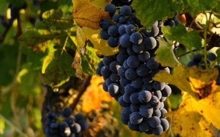 За останні 10 років в Україні впало виробництво вина