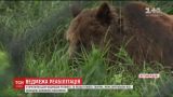 Зоозащитники спасли от издевательств трех медведей