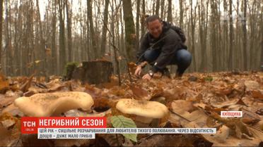 В поисках грибов: украинцы продолжают безрезультатно бродить по лесам