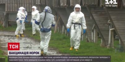 Новини світу: перші в Європі - у Фінляндії почнуть вакцинувати норок від коронавірусу