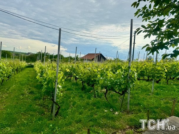  / © Аліна Онопа, ТСН.ua