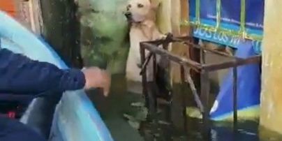 У Мексиці моряки героїчно врятували лабрадора під час повені: собака тримався з останніх сил, аби не потонути