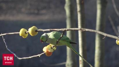Втекли від господарів і облюбували жити в парку? Звідки взялися папуги у Чернівцях