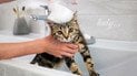 Породы кошек, которые любят воду и плавать