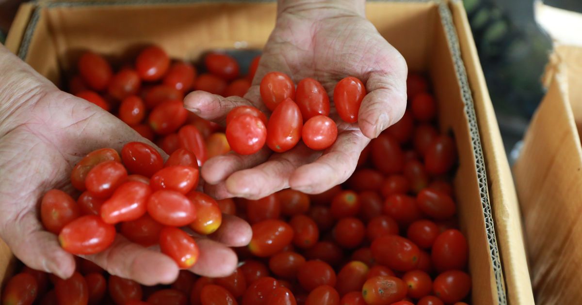 Перед новорічними святами подорожчали томати
