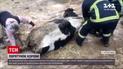 Новини України: у Житомирській області з глибокої ями витягли корову