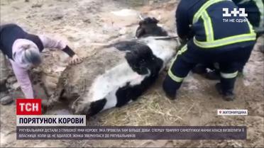 Новини України: у Житомирській області з глибокої ями витягли корову