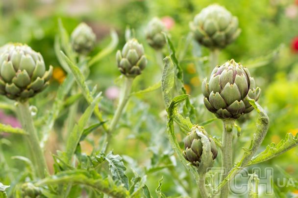 Артишоки / © Credits