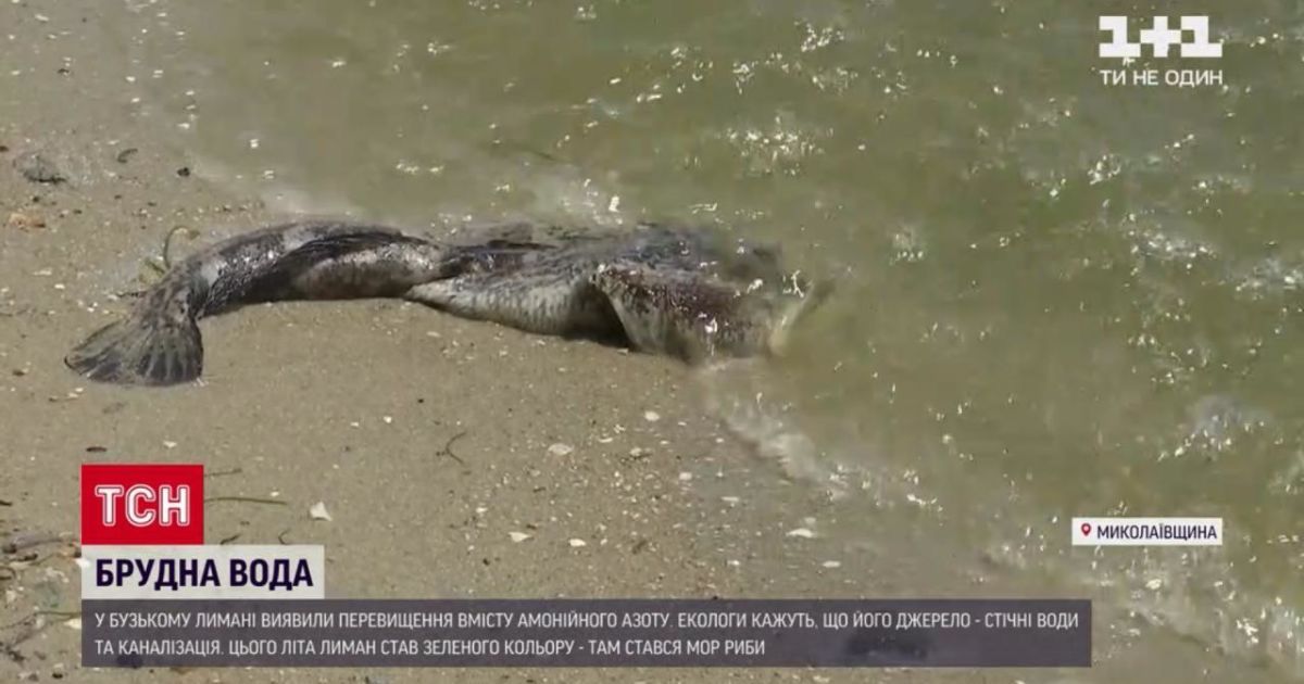 Екологи назвали причини цвітіння води та масового мору риби в Бузькому лимані