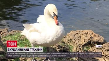 Керівниця екопарку повідрізала лебедям крила