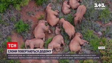 Новости мира: стая слонов из Китая наконец возвращается домой