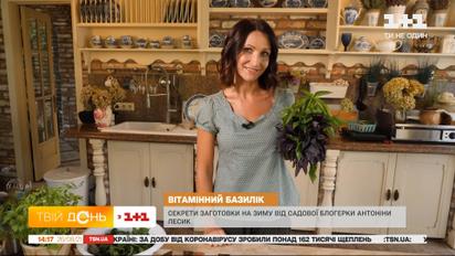 Как правильно собирать и заготавливать на зиму базилик