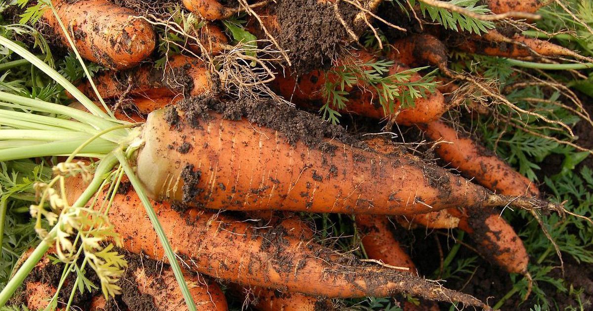 Где и как хранить морковь в погребе, в квартире: полезные лайфгаки — Украина