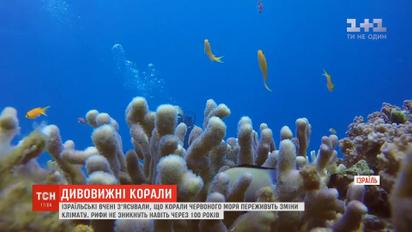 Израильские ученые выяснили, что коралловые рифы Красного моря переживут перемены климата